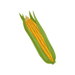 vector drawing vegetable, corn cob isolated at white background, hand drawn illustration