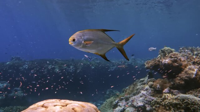 Pompano fish swimming over a cleaning station on a tropical ocean reef