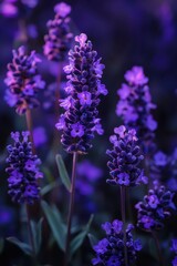Obraz premium Amazing lavender purple flowers