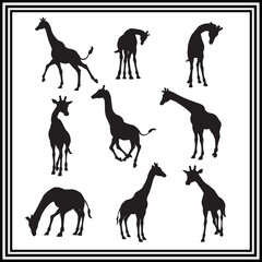 Giraffe vector silhouette set , wildlife animal illustration.