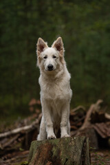 White Swiss Shepherd puppy in forest