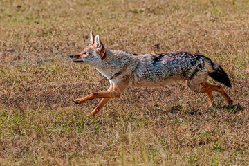 Black-backed Jackal Running Through the Serengeti