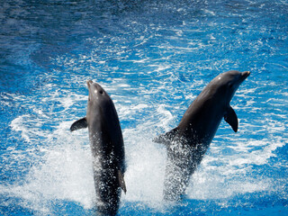 Dolphins Playing in the Water doing tail stands