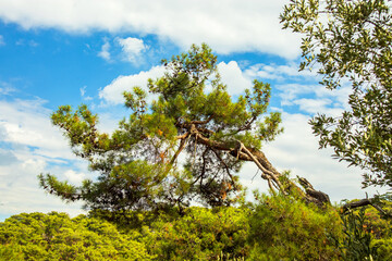 trees under cloudy the sky in the forest