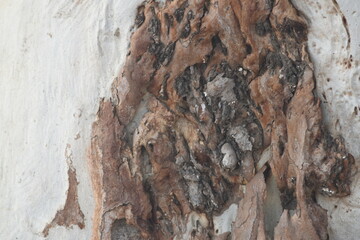 Eucalyptus tree bark texture, Bark of eucalyptus tree, seamless texture, a eucalyptus tree bark texture background image