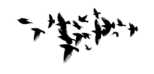 Flying birds silhouette flock. hand drawing. Not AI. Vector illustration