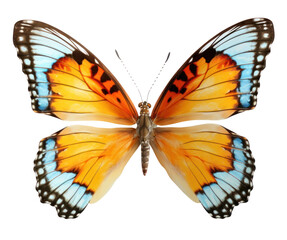 Fototapeta premium PNG Vibrant butterfly with colorful wings