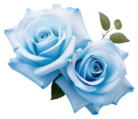 PNG  Elegant blue roses with leaves