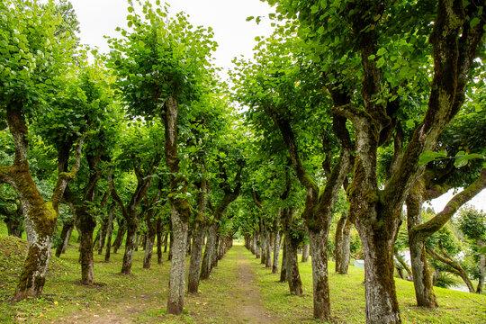Unique park of linden trees at the lake Katvari in Katvari in August on a cloudy day in Latvia