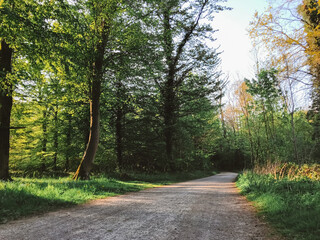 Fototapeta premium A dirt road with trees on either side