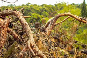 selective view of pine cones on the branches in the forest