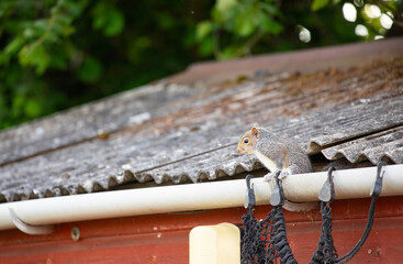 Obraz premium Cute squirrel on gutter in a shed 