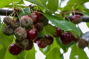 Fruit rot on red cherry. Rotten cherries on a fruit tree among healthy  berries. Cherry brown rot.