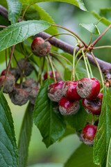 Fruit rot on red cherry. Rotten cherries on a fruit tree among healthy  berries. Cherry brown rot.