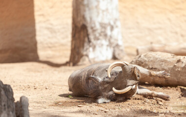 Warthog Phacochoerus africanus  sleeps in the zoo
