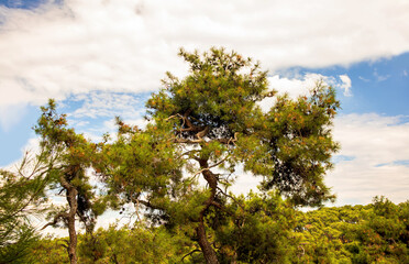 pine trees and the sky