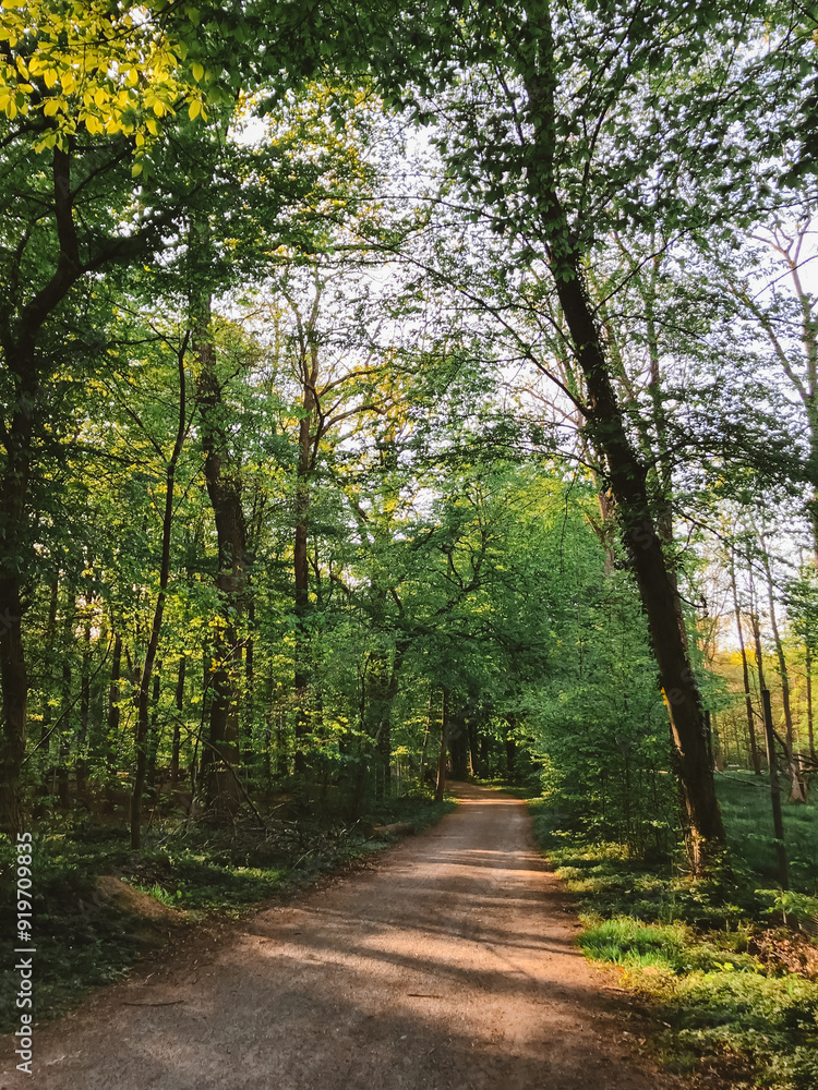Poster a path through a forest with trees on either side