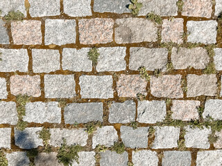 A brick wall with a green moss growing on it