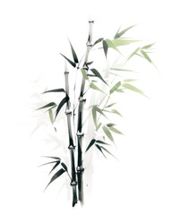Obraz premium PNG Bamboo plant white background branch.