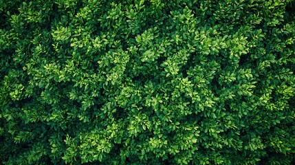 A dense green bush with vibrant leaves.