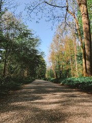 A road with trees on either side