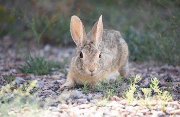 Wild rabbit on alert  in wild fields Wyoming