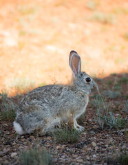 Wild rabbit in Wyoming profile view