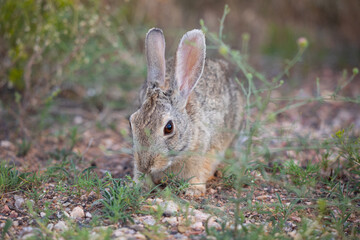 Wild rabbit front view in Wyoming fields