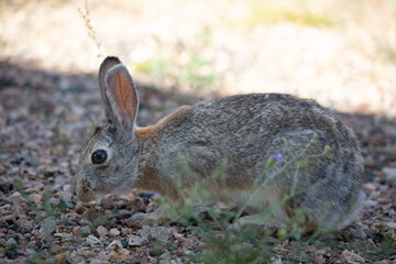 Profile of wild rabbit eating grass in Wyoming