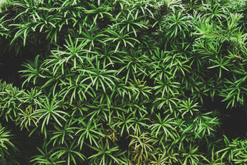 Fototapeta premium close up of green plant