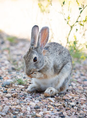 Cute rabbit cleaning his mouth front view