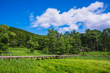 女神湖の湿原の遊歩道