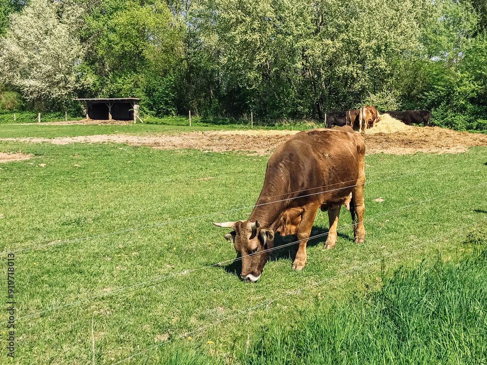 Wall mural a brown cow is grazing in a field