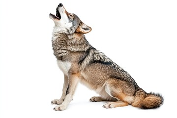 Obraz premium Wolf howling isolated on a white background