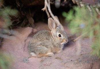 Cute rabbit in the dark under a bush