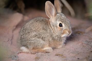 Cute baby rabbit on the ground