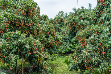 Ripe lychees in lychee garden, orchard. Vibrant colors and juicy sweetness of this tropical delight, straight from the orchard to your table. Lychee, Litchi, Lichee, fruit