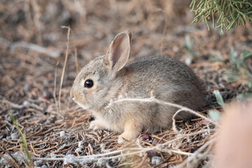 Profiel cute bunny in wilderness