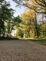 A road with trees on either side