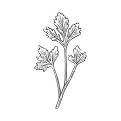 Sketch drawing of Cilantro, Coriander in retro style.
