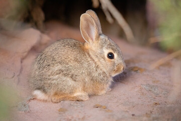 Cute baby rabbit in the wilderness, profile view