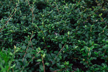 A lush green bush with many leaves