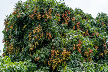 Ripe lychees in lychee garden, orchard. Vibrant colors and juicy sweetness of this tropical delight, straight from the orchard to your table. Lychee, Litchi, Lichee, fruit