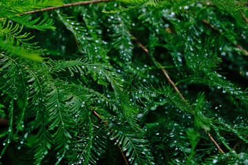 Water droplets on the green branches of a coniferous tree