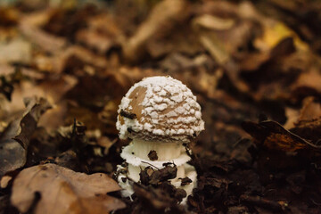 A mushroom is sitting on top of some leaves