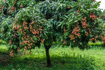 Ripe lychees in lychee garden, orchard. Vibrant colors and juicy sweetness of this tropical delight, straight from the orchard to your table. Lychee, Litchi, Lichee, fruit