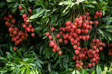 Ripe lychees in lychee garden, orchard. Vibrant colors and juicy sweetness of this tropical delight, straight from the orchard to your table. Lychee, Litchi, Lichee, fruit