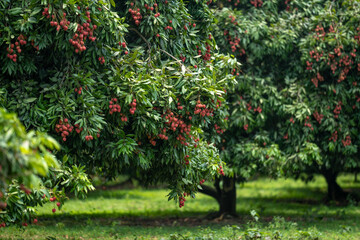 Ripe lychees in lychee garden, orchard. Vibrant colors and juicy sweetness of this tropical delight, straight from the orchard to your table. Lychee, Litchi, Lichee, fruit