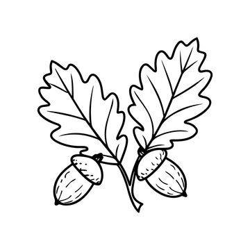 recommend clip art: oak leave and acorn line art vector illustration