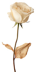 PNG  Real Pressed a white rose flower petal plant.